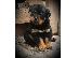 PoulaTo: Rotweiller puppy